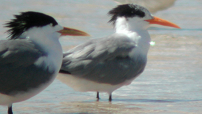 Lesser Crested Tern