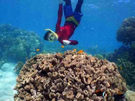 Amazing reef world